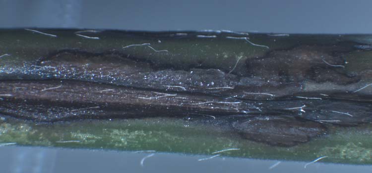Nördlicher Stängelbrenner (Kabatiella caulivora) an Alexandrinerklee