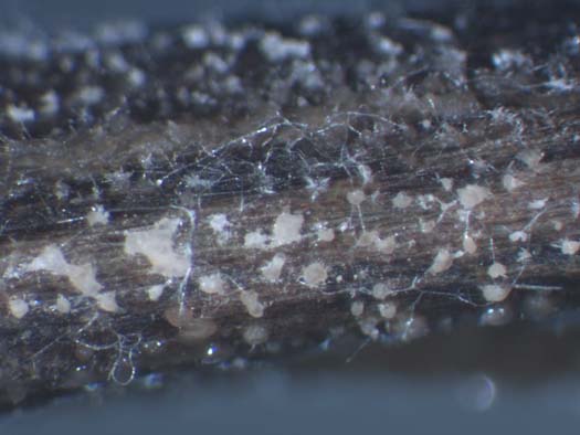 nördlicher Stängelbrenner (Kabatiella caulivora): Acervuli