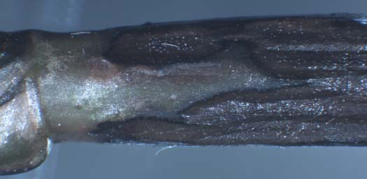 nördlicher Stängelbrenner (Kabatiella caulivora) an Alexandrinerklee (Trifolium alexandrinum)