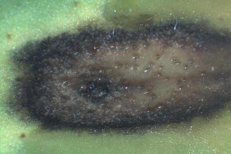 Blattbrand (Leptosphaerulina trifolii) an Luzerne