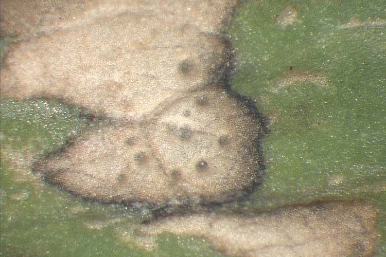 Blattbrand (Leptosphaerulina trifolii) an Weissklee