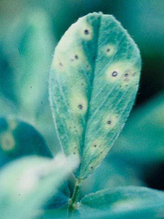 Blattbrand (Leptosphaerulina trifolii) an Luzerne (Medicago sativa)
