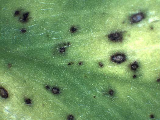 Blattbrand (Leptosphaerulina trifolii) an Luzerne (Medicago sativa)