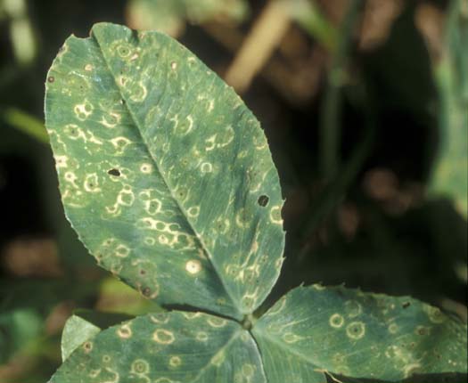 Blattbrand (Leptosphaerulina trifolii) an Weissklee (Trifolium repens)