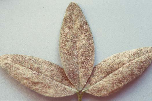 Echter Mehltau (Microsphaera trifolii) an Rotklee (Trifolium pratense): Kleistothecien