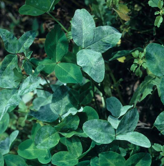 Echter Mehltau (Microsphaera trifolii) an Rotklee (Trifolium pratense)