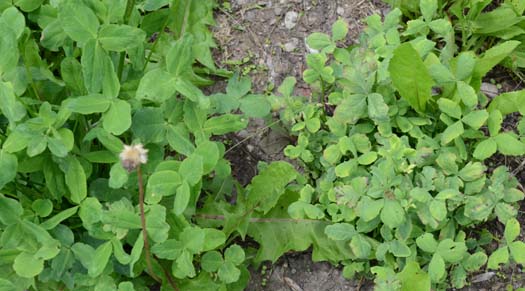Mykoplasmen (= Phytoplasmen) an Rotklee (Trifolium pratense)