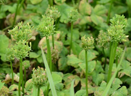 Mykoplasmen (=Phytoplasmen) an Weissklee (Trifolium repens)