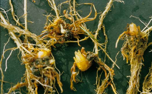Kleeteufel (Orobanche minor) an Rotklee (Trifolium pratense)