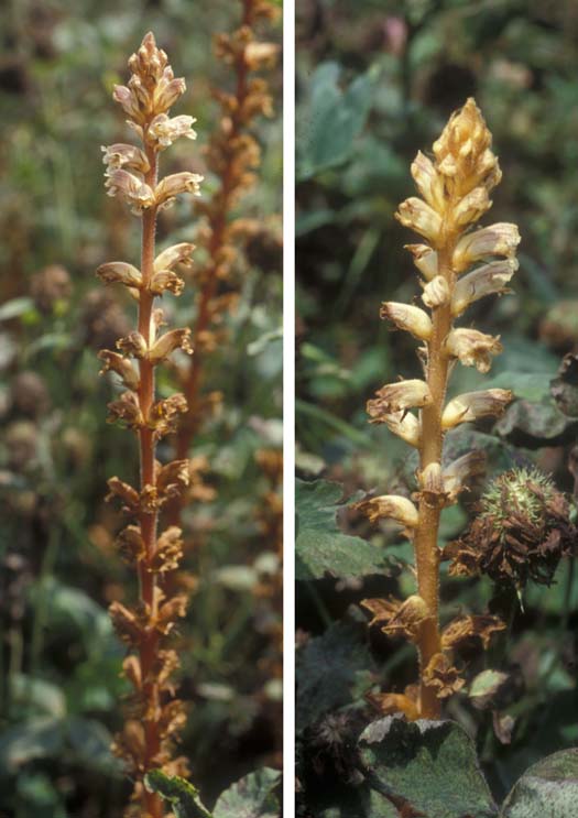 Kleeteufel (Orobanche minor) an Rotklee (Trifolium pratense)