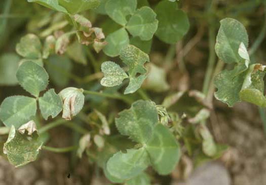 Ozon-Schäden an Weissklee (Trifolium repens)