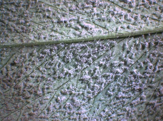 Falscher Mehltau (Peronospora trifoliorum): Sporangienträger auf Blattunterseite