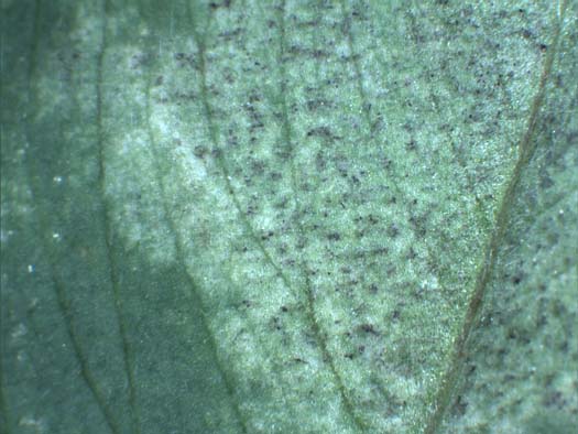 Falscher Mehltau (Peronospora trifoliorum) an Luzerne (Medicago sativa)