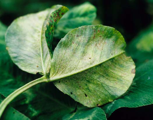 Falscher Mehltau (Peronospora trifoliorum) an Weissklee (Trifolium repens)