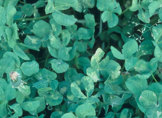 Falscher Mehltau (Peronospora trifoliorum) an Weissklee (Trifolium repens)