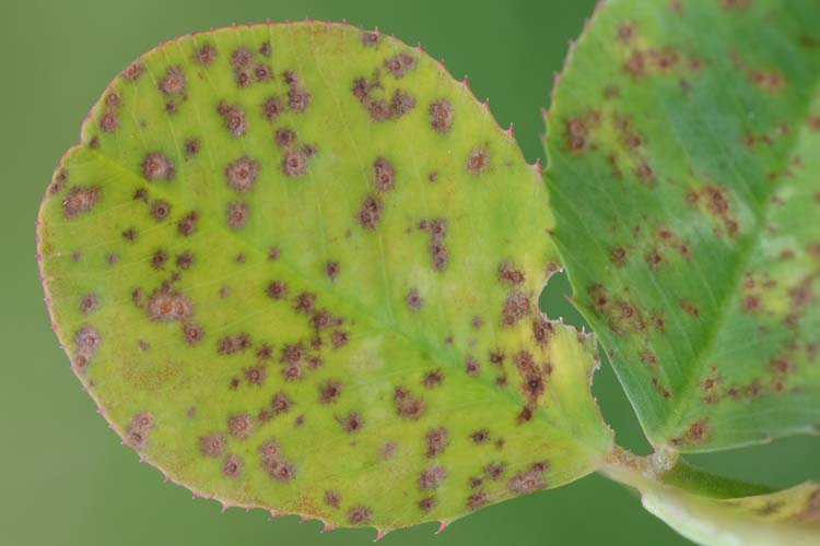 Klappenschorf (Pseudopeziza trifolii) an Weissklee (Trifolium repens): Apothecien 