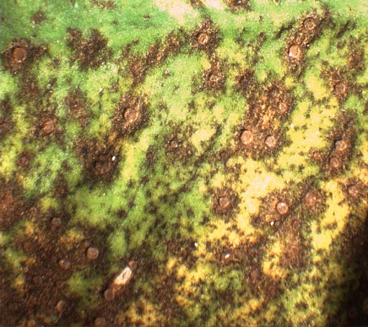 Klappenschorf (Pseudopeziza trifolii) an Weissklee (Trifolium repens)