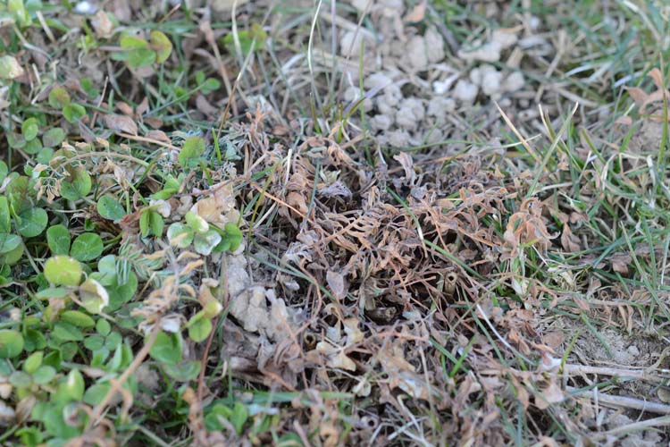 Kleekrebs (Sclerotinia trifoliorum) an Esparsette