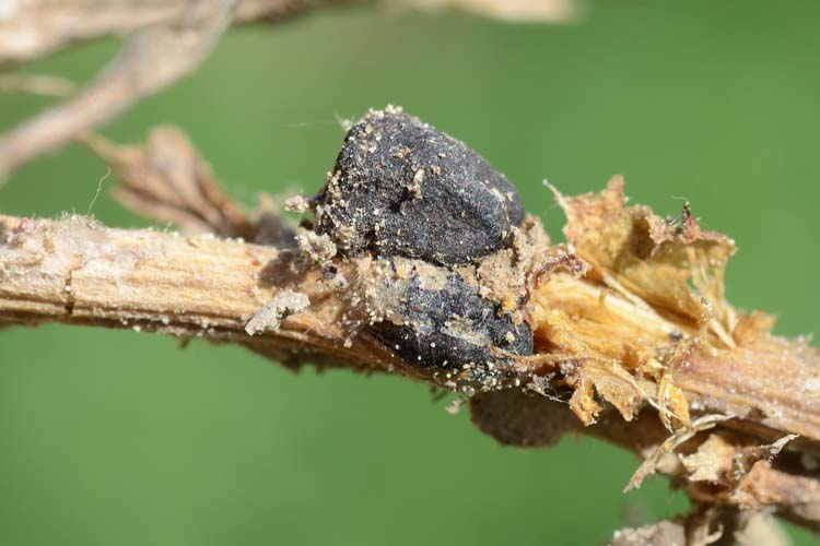 Sklerotien des Kleekrebs (Sclerotinia trifoliorum)