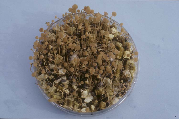 Kleekrebs (Sclerotinia trifoliorum) an Rotklee: Apothecien