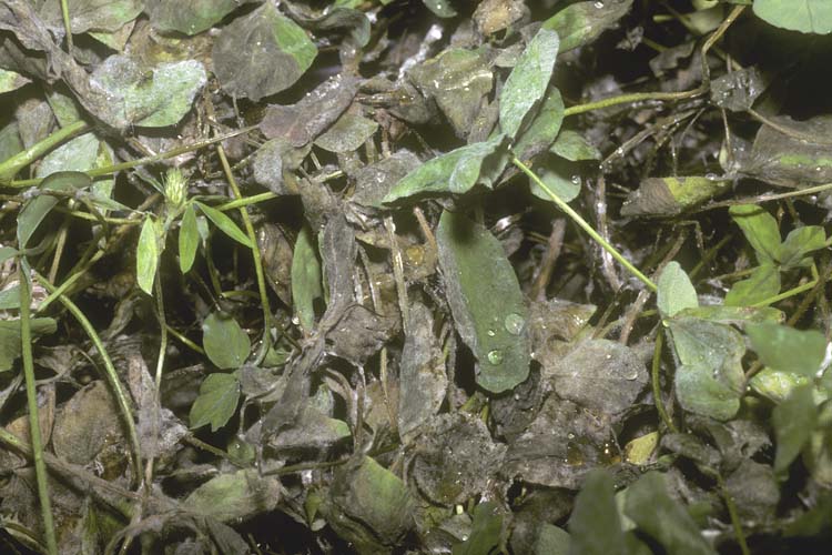 Kleekrebs (Sclerotinia trifoliorum) an Rotklee