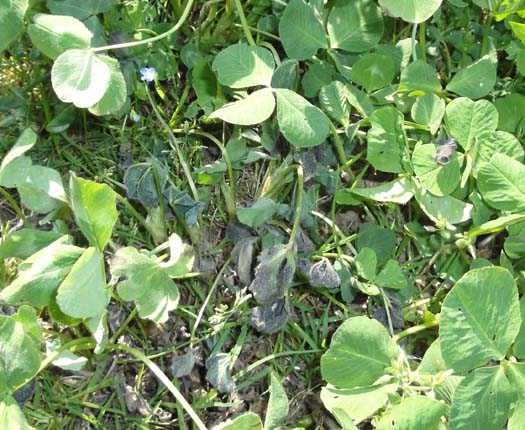 Kleekrebs (Sclerotinia trifoliorum) an Rotklee (Trifolium pratense)