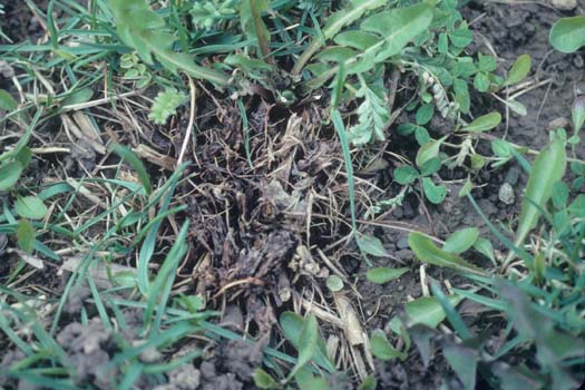 Kleekrebs (Sclerotinia trifoliorum) an Esparsette (Onobrychis viciifolia))