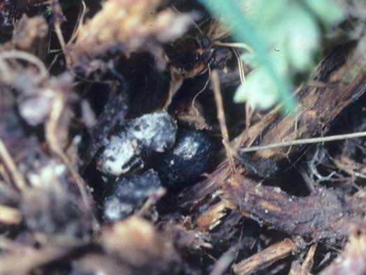Kleekrebs (Sclerotinia trifoliorum) an Esparsette (Onobrychis viciifolia): Sklerotien
