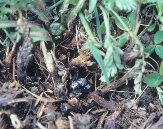 Kleekrebs (Sclerotinia trifoliorum) an Esparsette (Onobrychis viciifolia): Sklerotien