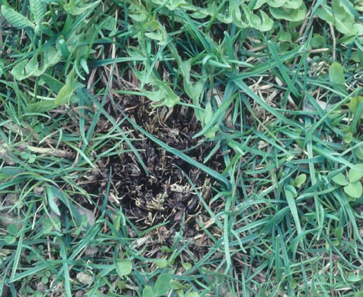 Kleekrebs (Sclerotinia trifoliorum) an Esparsette (Onobrychis viciifolia)