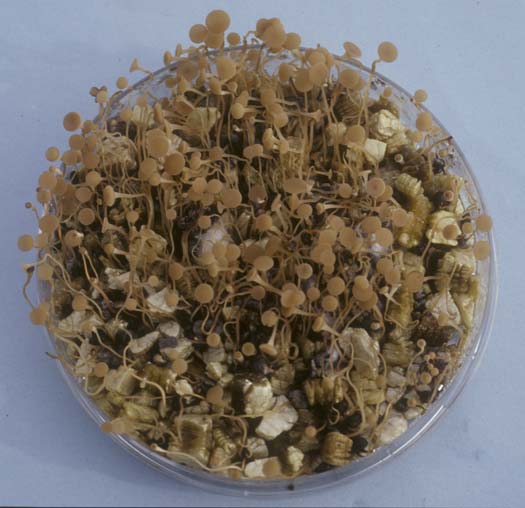 Kleekrebs (Sclerotinia trifoliorum): Apothecien