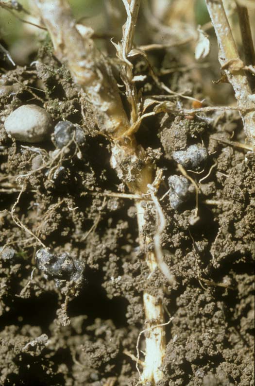 Kleekrebs (Sclerotinia trifoliorum) an Weissklee (Trifolium repens): Sklerotien