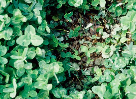 Kleekrebs (Sclerotinia trifoliorum) an Rotklee (Trifolium pratense)