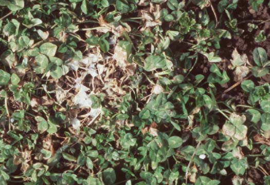 Kleekrebs (Sclerotinia trifoliorum) an Weissklee (Trifolium repens)