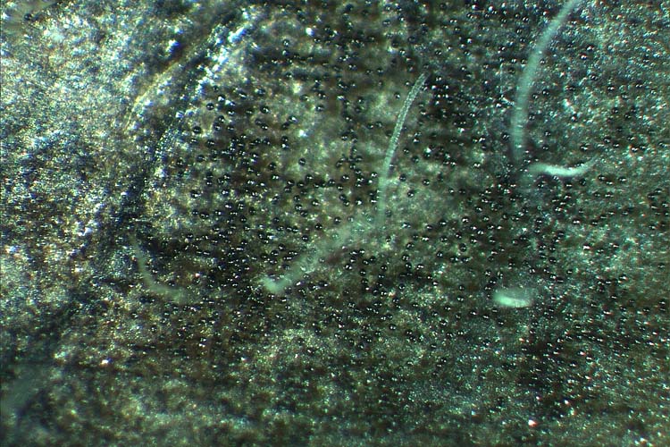 Braunfleckenkrankheit (Stemphylium sarciniforme) an Rotklee: Konidien