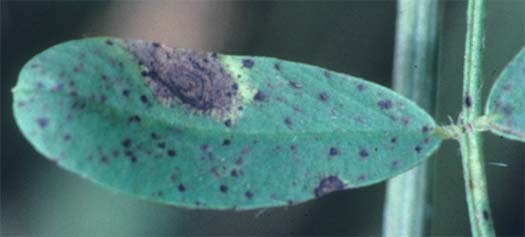 Stemphylium sarciniforme an Esparsette (Onobrychis sarciniforme)