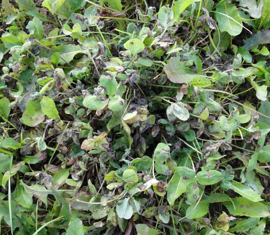 Stemphylium sarciniforme an Rotklee (Trifolium pratense)