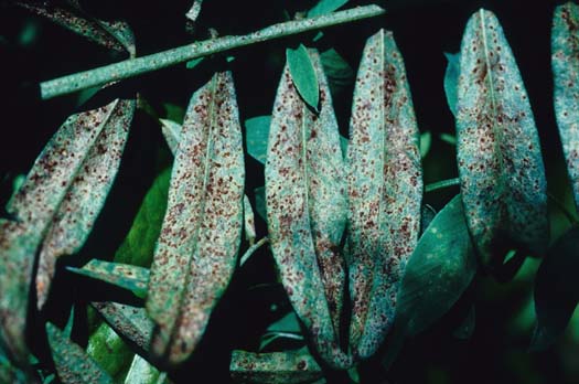 Esparsetten-Rost (Uromyces onobrychidis) an Esparsette (Onobrychis viciifolia)