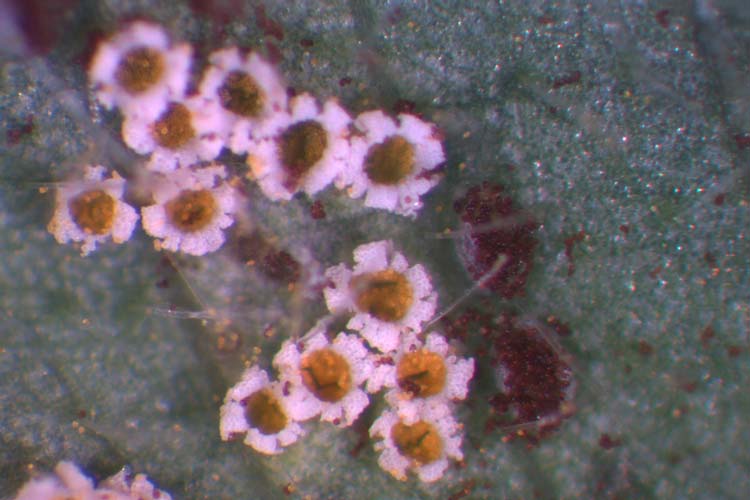 Kleerost an Rotklee (Uromyces trifolii-repentis var. fallans): Aecidien
