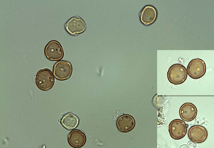 Kleerost an Rotklee (Uromyces trifolii-repentis var. fallans): Uredosporen