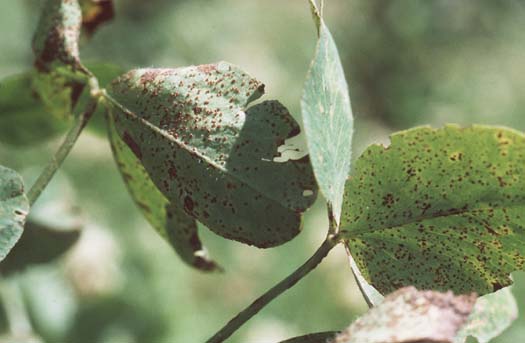 Kleerost (Uromyces trifolii-repentis var. fallans) an Rotklee (Trifolium pratense)