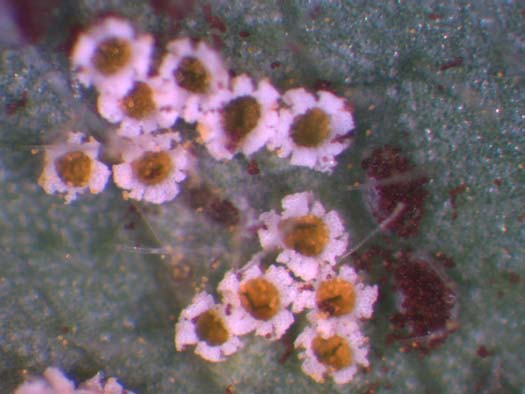 Kleerost (Uromyces trifolii-repentis var. fallans): Aecidien