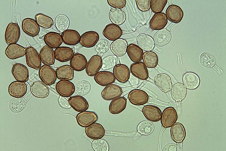 Kleerost (Uromyces trifolii) an Weissklee (Trifolium repens): Teleutosporen