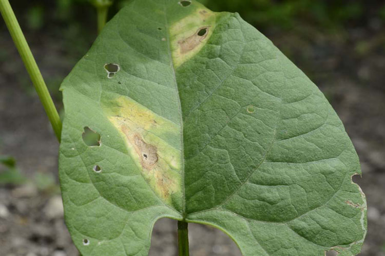 Fettfleckenkrankheit (Pseudomonas syringae pv. phaseolicola) der Bohnen