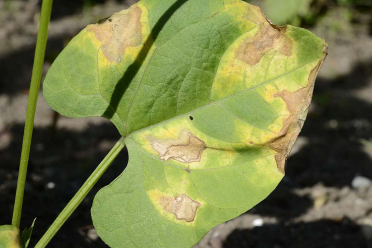 Fettfleckenkrnkheit (Pseudomonas syringae pv. phaseolicola) der Bohnen