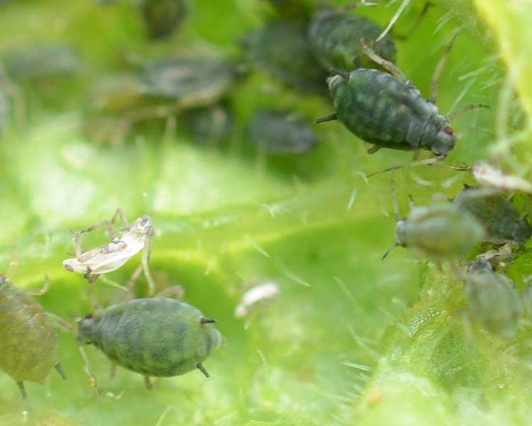 Grüne Gurkenblattlaus (Aphis gossypii) an  Gurken