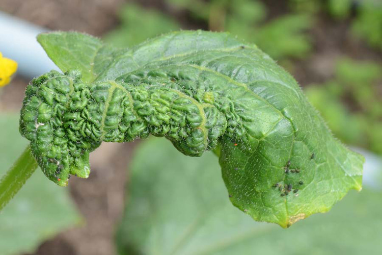 Grüne Gurkenblattlaus (Aphis gossypii) an Gurken