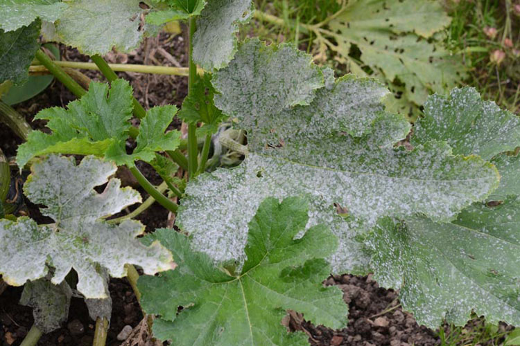Echter Mehltau an Zucchini