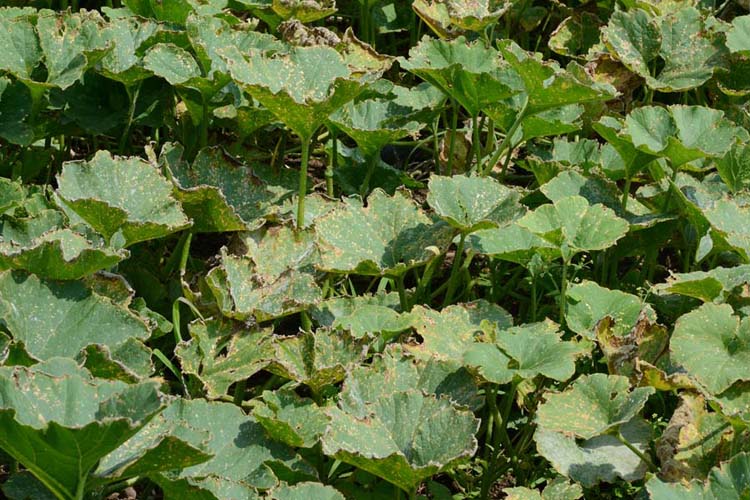 Eckige Blattfleckenkrankheit (Pseudomonas syringae pv lachrymans) auf Kuerbis