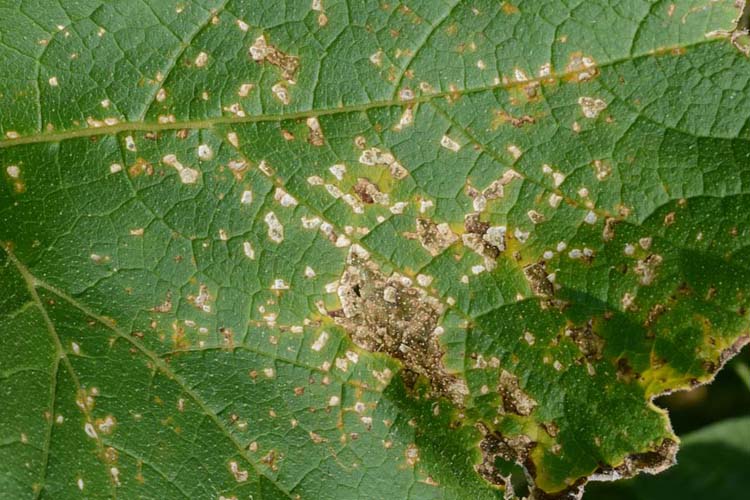 Eckige Blattfleckenkrankheit (Pseudomonas syringae pv. lachrymans) an Kuerbis
